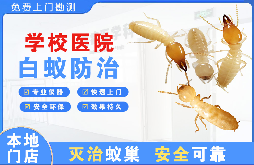 资阳学校医院白蚁防治